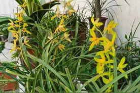 小白养兰花，教你几招，花箭猛蹿，花苞爆开，叶子比杂草还密图片