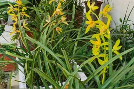小白养兰花，教你几招，花箭猛蹿，花苞爆开，叶子比杂草还密图片