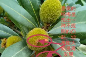 杨梅得了肉葱病怎么办？科学防治很关键，做好4点让杨梅高质高产图片