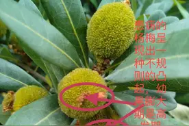 杨梅得了肉葱病怎么办？科学防治很关键，做好4点让杨梅高质高产图片