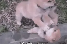 搞笑动图：狗子打架好凶图片