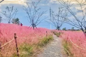 美得不像话！这个季节的无锡太美了图片
