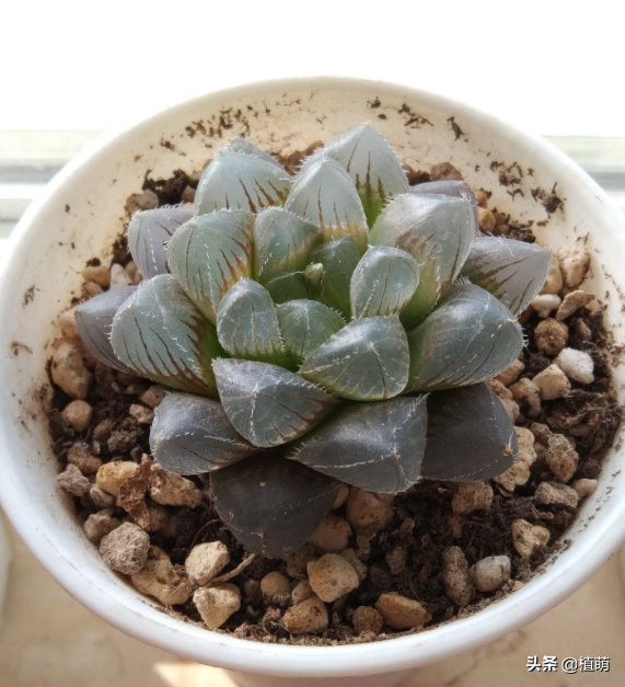 别说十二卷肉肉难养了，养了四年，把经验分享出来，希望有帮助