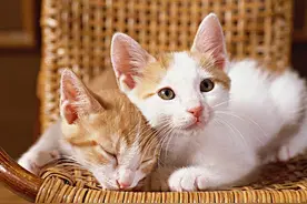 营养过剩，猫狗胰腺炎高发图片