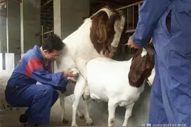 什么原因让波尔山羊在我国养殖了几十年？引种到家后需要注意什么图片