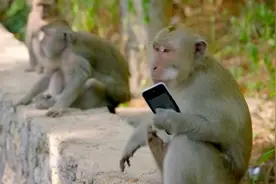 巴厘岛猴群出现智慧迹象？用经济学原理打劫游客，让人无比崩溃图片