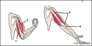 「中考·生物」冲刺中考，初中生物100道高频易错题！附答案~