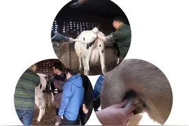 兽用B超超声诊断仪器的分类图片