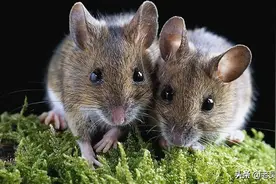 人鼠之间（杂谈）图片