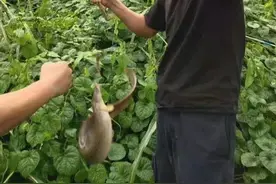 广西一水库，底下全是这种“蟒蛇鱼”，钓鱼人：比罗非鱼还凶残图片