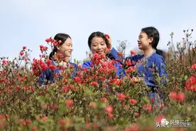 【请您欣赏】杜鹃花开醉游人图片