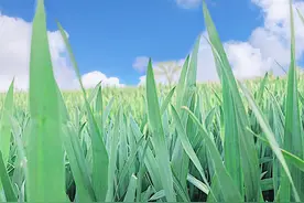 春意盎然，阳光明媚，晴空万里图片
