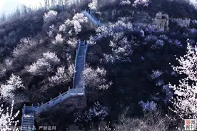 洛阳荆紫仙山十里桃花如仙境，受疫情影响游客寥寥无几图片