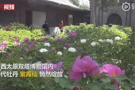 生长400多年的牡丹开花了！来看明代的观赏牡丹图片