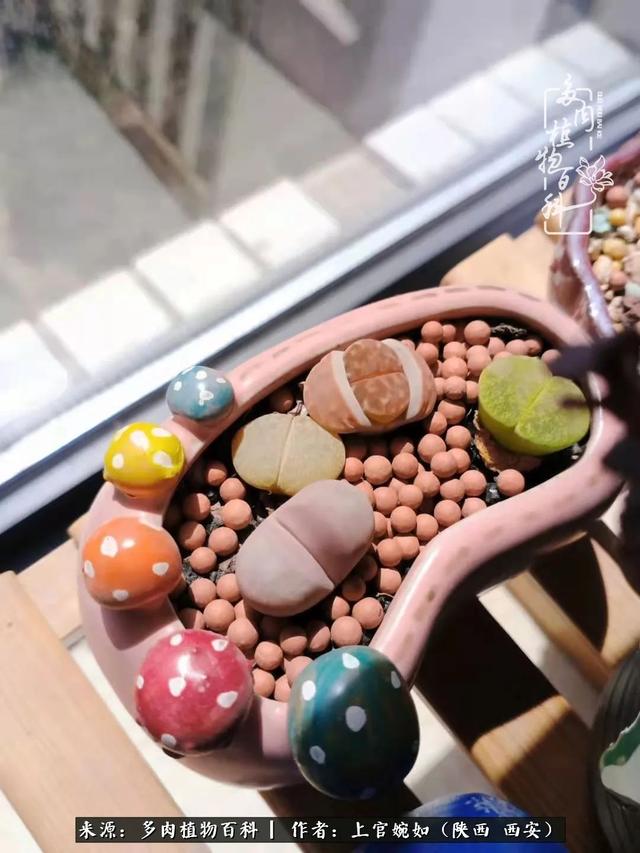 一入肉坑深似海之，我与多肉的不解之缘