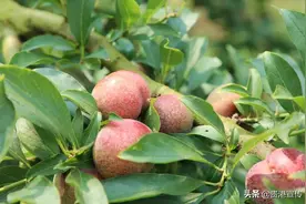 酸甜脆爽！贵港这里300多亩李子熟啦，周末采摘游约起图片