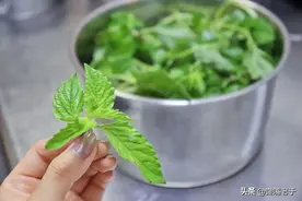 亩产1500斤，长得像薄荷自成果冻，成奶茶新宠，很多人却不认识图片