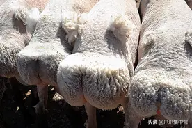 狗界“美臀”有柯基，你知道羊界也有“美臀”选手吗？图片