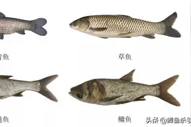 新版“四大家鱼”，虽不受待见但好吃，你认识吗？图片