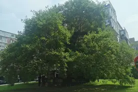 百年古槐，见证不凡图片