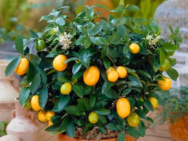 在阳台种这9种水果，结果又快又多，随吃随摘，新鲜、健康又省钱