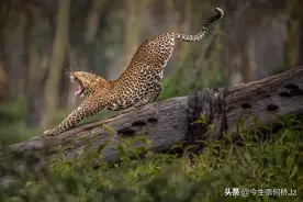 绝美大自然，动物的世界图片