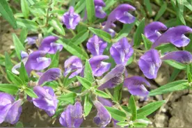 每日中药——黄芩图片