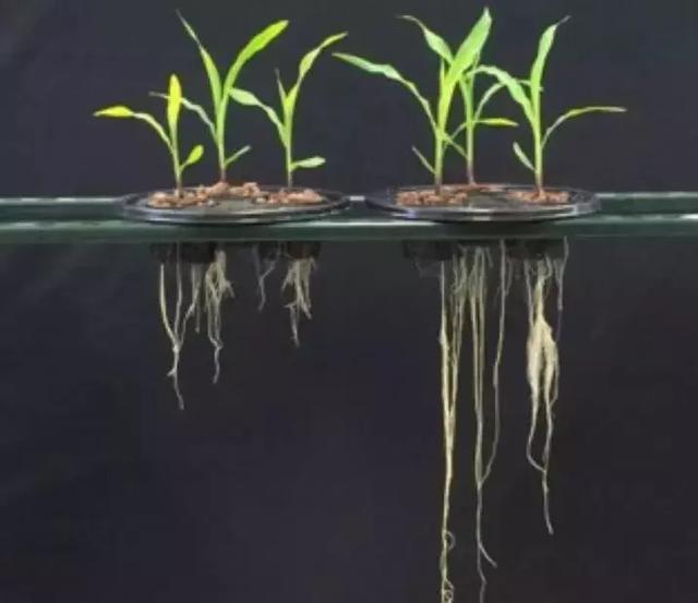 农药巨头都在研究什么？2025年全球生物农药市场将达到95亿美金