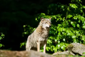 咬狼记：小孩上山采榛子遇到狼袭，土狗大黄冲出救主咬死野狼图片