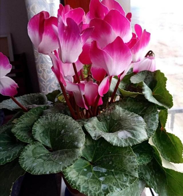 冬天有哪些花能开?家里养上5种花,天冷也有花看