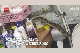 恐怖！大蟒蛇潜入自家浴室蹭澡 疑是邻居饲养的宠物图片