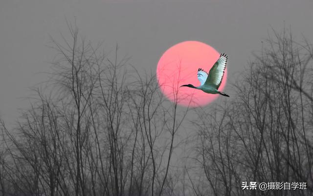 ŹƬֻզ޳ЩͼεӰ