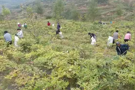 丹慧｜秋收一粒牡丹籽，农家共赏这金秋图片