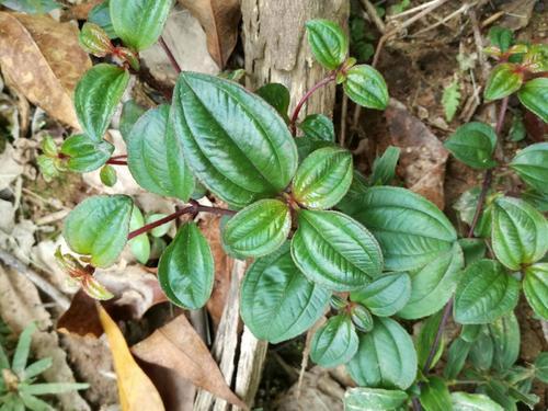 南方农村常见的地菍有什么利用价值