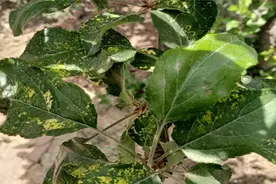 红富士苹果黑心病是怎么回事图片