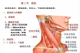 「干货分享」从头到脚的全身肌肉解剖学习资料，值得转发收藏图片