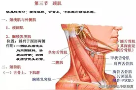 「干货分享」从头到脚的全身肌肉解剖学习资料，值得转发收藏图片
