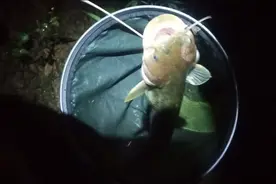 “涨水真的好钓鱼吗”？实践是检验真理的唯一标准！图片