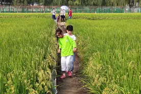 北京城区最大稻田下月丰收 稻田蟹中秋节可尝鲜图片