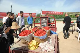 40年矢志不移的樱桃情结——记秦州第一位大樱桃种植者石武奎图片