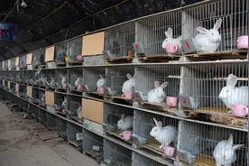 养兔技术｜家兔配合饲料喂养较传统喂养的9个优势图片