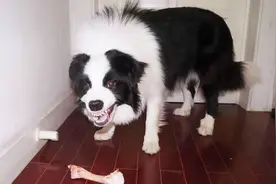 这5种狗狗“狠起来”，连主人都会咬，有你家狗吗？图片