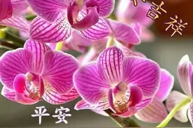 感情，不去论谁高谁低；爱情，何必计较谁对谁错，早安图片