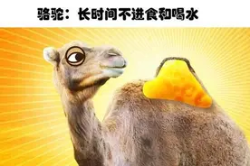 10种动物身上所拥有的让人类羡慕的“超级能力”图片