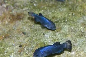 它们是鱼却生活在沙漠中，干旱炎热无法打败它，如今面临重重危机图片