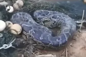 60斤＋20斤！福建一水库惊现两条缅甸蟒！被袭击了该怎么自救？图片