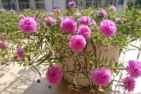 养太阳花，做好这3件事情，一盆开花30朵，还能长成老桩图片