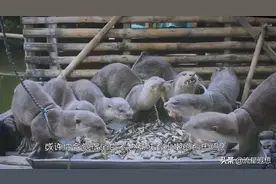古老独特的捕鱼方式，将“水猴子”训练成捕鱼高手，看完真是服了图片