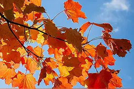 理论知识——橙色系图片