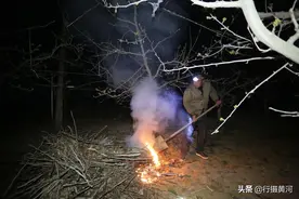 晋南农民“摇钱树”遭遇霜降袭击，果农连夜放火点烟，看忙成啥样图片
